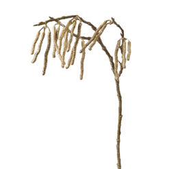 Kuldne dekoratiivoks H67