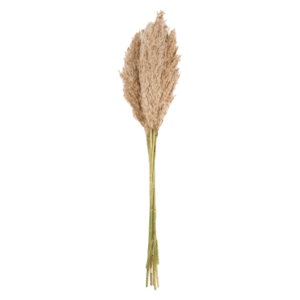 Pampashein H75