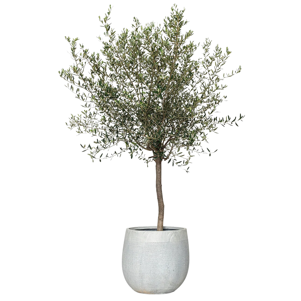 Taimede rent - oliivipuu kõrgusega 200cm rent