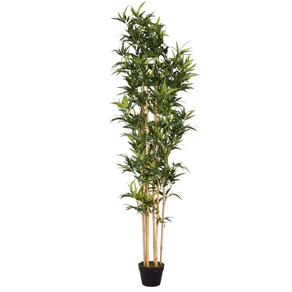 Bambuspuu rent sinu üritusele