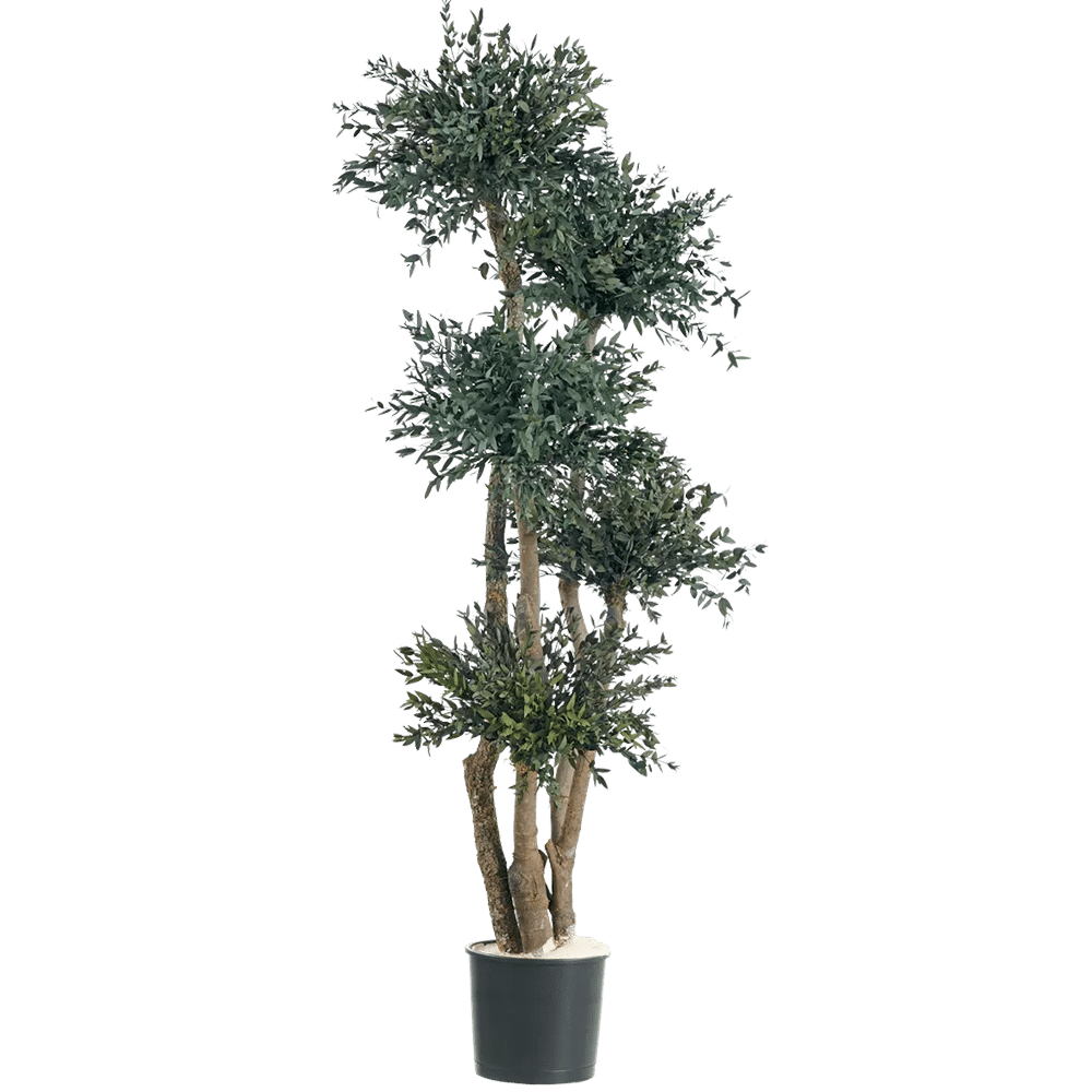 Parfiola puu H190